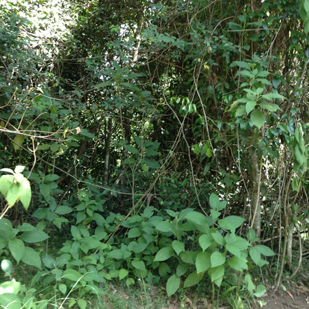 Land Clearing - Macksville